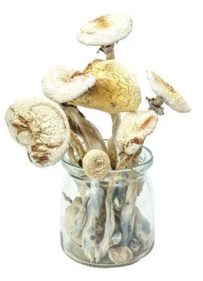 magic mushrooms cambodia